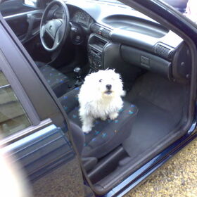 Iggy in de auto.
