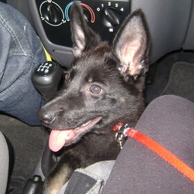 Roxy tussen ons in, in de auto:D