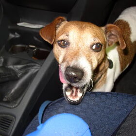 Spikey in de auto