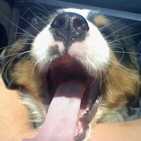 mijn puppy James zit voor de eerste keer in de auto xD