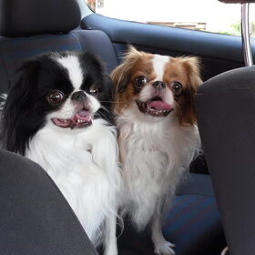 quinty en fleur in de auto