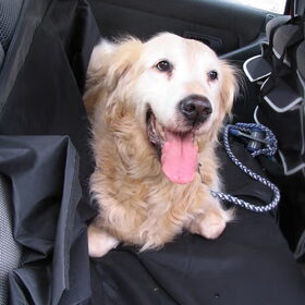 Remi op de achterbank