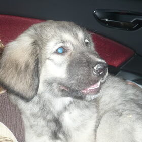 Nieuwe puppy