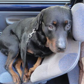 Ringo in den Twingo