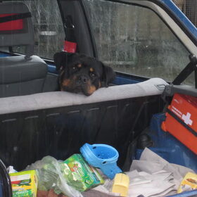 Jewel in de auto...