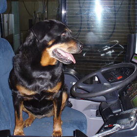 De nieuwe buschauffeur!