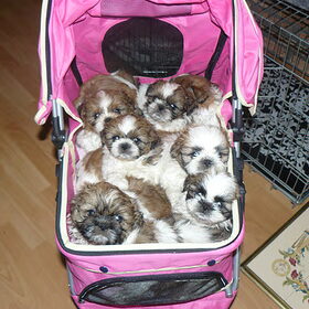 op pad met 8 pups!