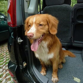 in de auto