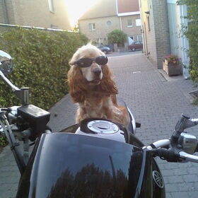 Zin in een ritje ?