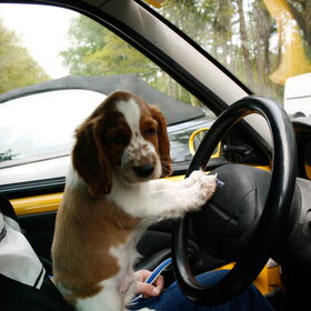 Ollie achter het stuur :D