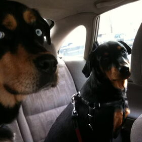 Boris en Bink in de auto