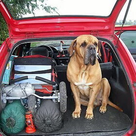 Stado wil ook mee op vakantie