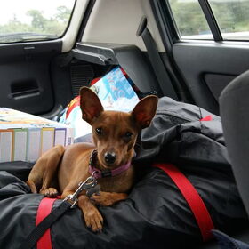 Dina in de auto