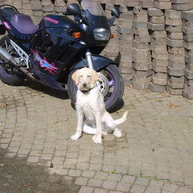 baasje mag ik een keertje mee achter op de motor