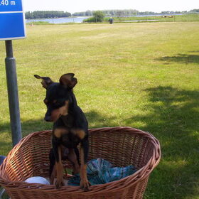 honden vervoer