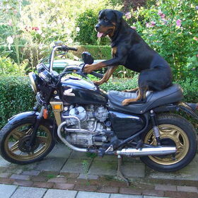 ziggy op de motor