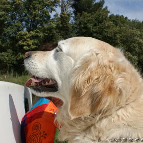 Dobby op het water