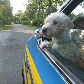 Elvis uit de raam van onze Subaru Impreza