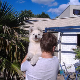 Yaika Pup van 8 weken