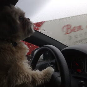 Boris wil zelf rijden..