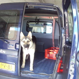 juno wacht op een rit en springt in de auto