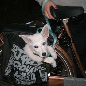 Shelby in de fietstas