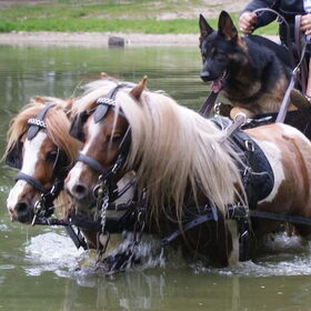 paard en wagen!