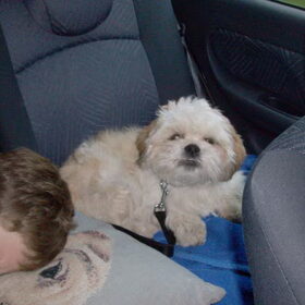 samen in de auto