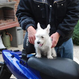 Amy op de scooter van haar baasje.