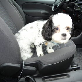 Angel ging mee in de auto