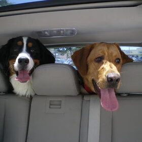 Samen in de auto