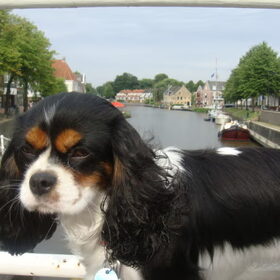 Dokkum