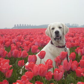 tulpen....tulpen.....tulpen en een hond;)