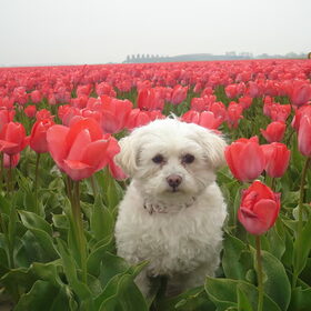 quinty onze miss holland