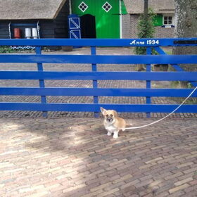 midas houd van holland