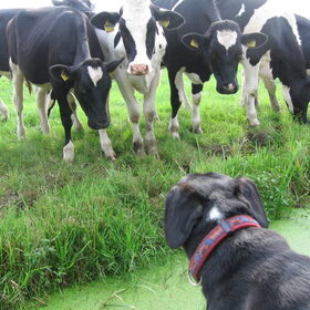 Gitta met een boel koeien, hoe bedoel je nieuwsgierig!?