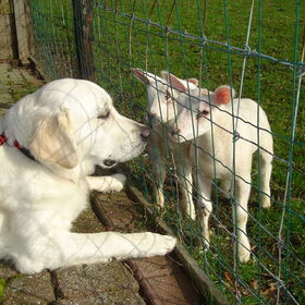 lammetjes