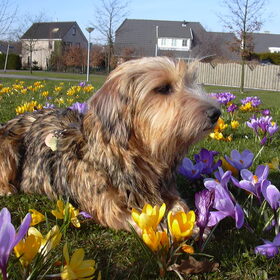 Lente in Holland.