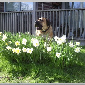 Ik hou van holland en van bloemen natuurlijk!