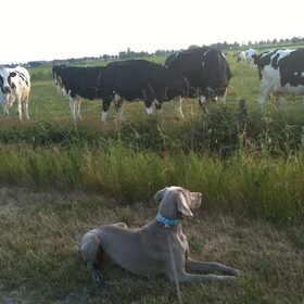 In de Polder