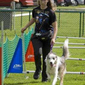 dogsurvival