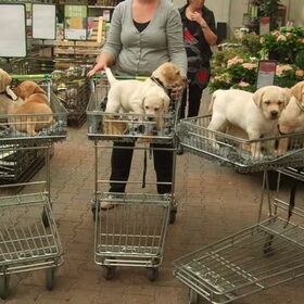 Baloe met broertjes en zusjes naar de intratuin