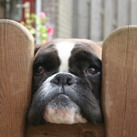 imrah de boxer