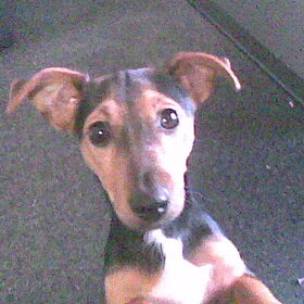 Mijn hond voor de camera