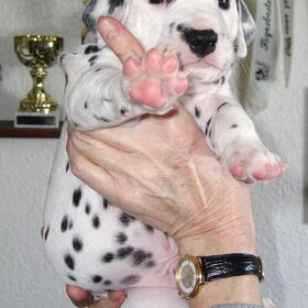 High Five