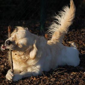 dat moet stuk