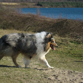 stoere Bo