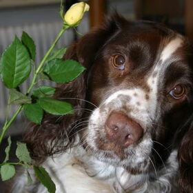 Met liefde