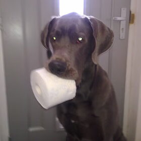 Athos hulp in huis