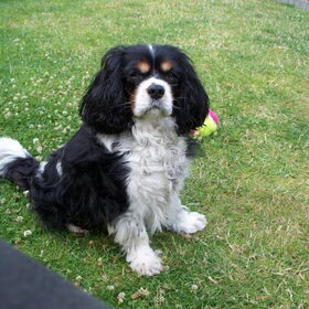Cavalier King Charles Spaniel